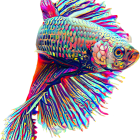 Colorful Betta Fish with Long Fins on Black Background