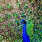 Colorful Peacock Displaying Vibrant Feathers