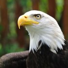 Detailed Bald Eagle Close-Up with Yellow Beak and Intense Eyes