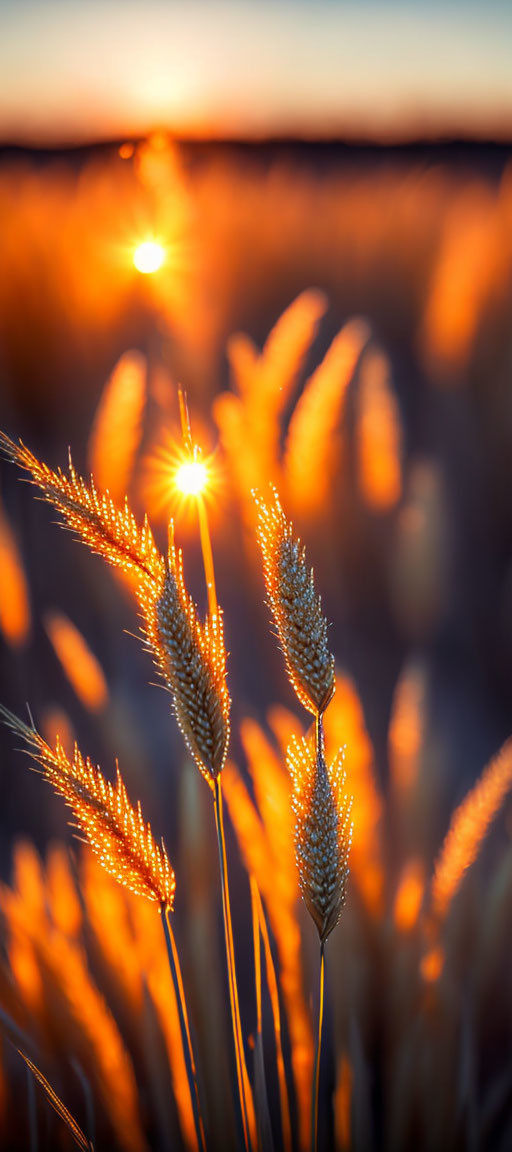 Golden light sunset over wheat field ambiance.