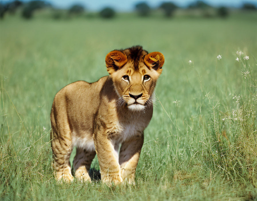 Curious lion cub in savannah with trees and blue sky.