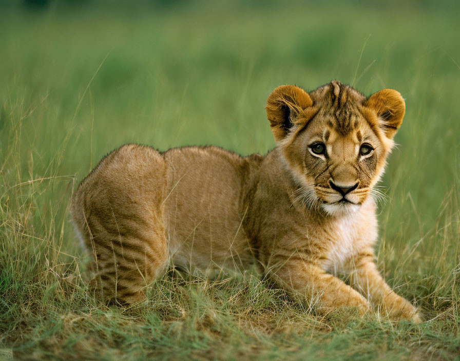 Young lion cub sitting in grass with soft expression and natural background