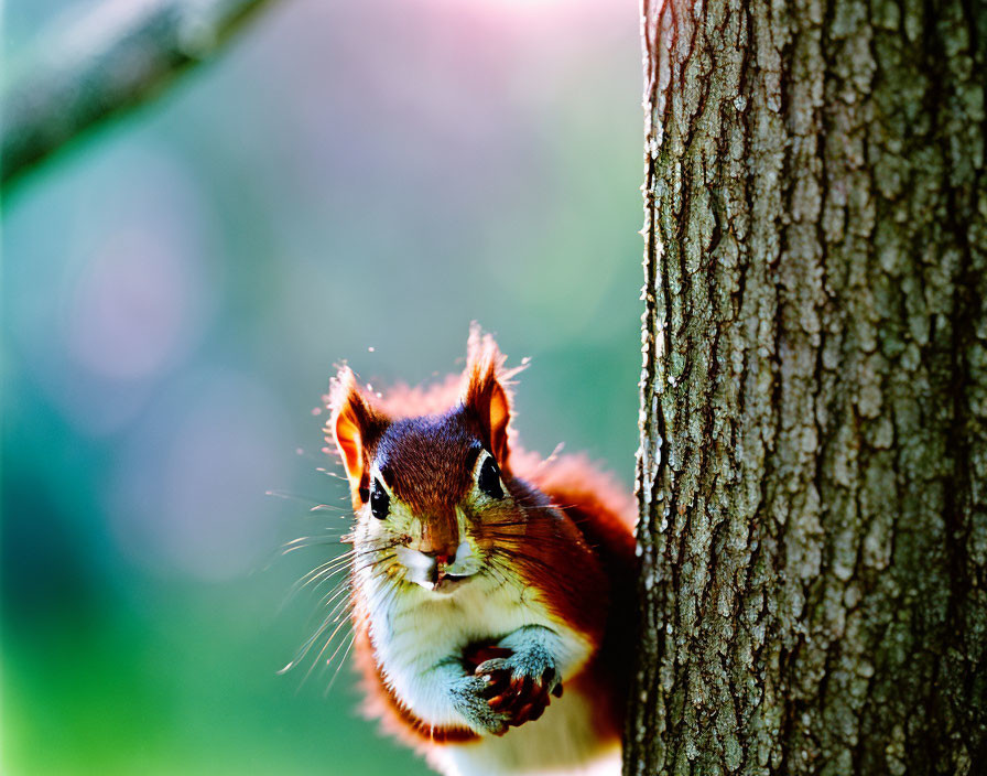 Curious red squirrel peeking around tree trunk in soft sunlight