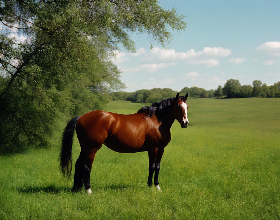 Brown horse with white blaze in green field with trees and blue sky