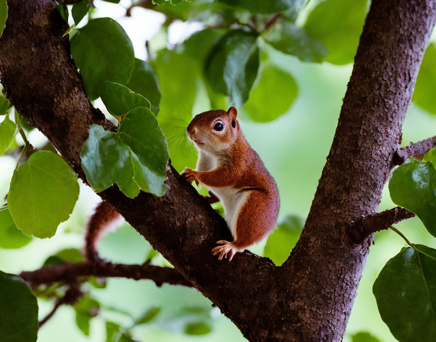 Curious squirrel on tree branch surrounded by green leaves