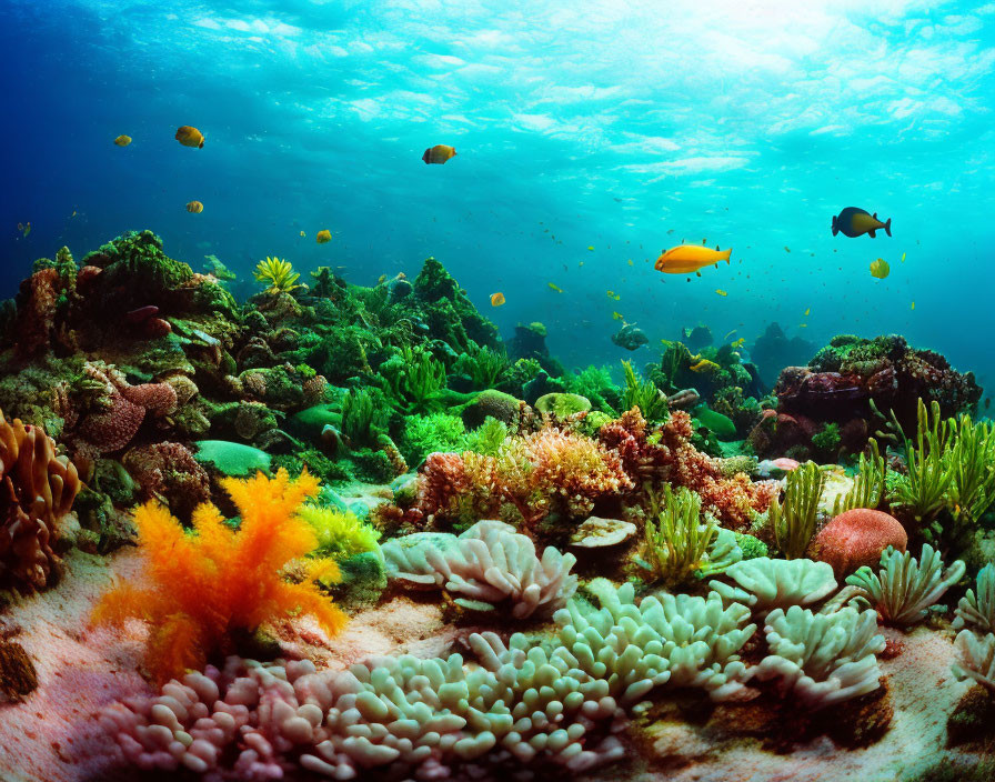 Colorful Coral Reefs and Diverse Fish in Clear Blue Water