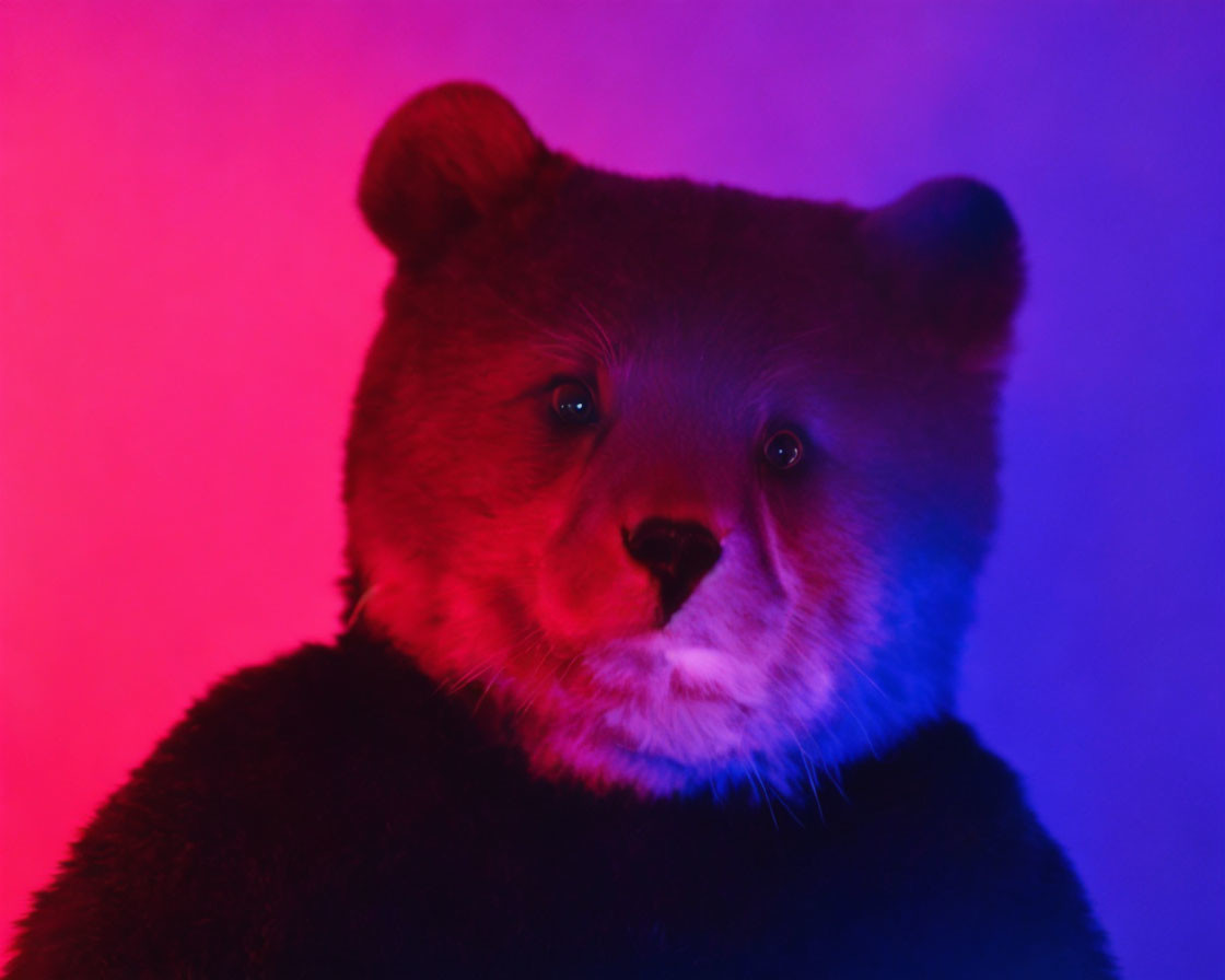 Plush bear under vibrant purple and red lights