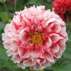 Vibrant Pink Dahlia with Intricate Petal Layers and Green Foliage