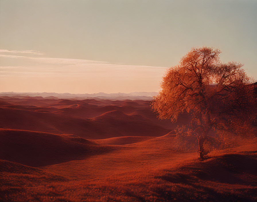 Lone tree in rolling hills under warm sun glow