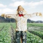 Straw-filled scarecrow in green field under cloudy sky