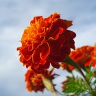 Red Flower in Sharp Focus Against Blue Sky with Space Shuttle and Purple Flowers in Background