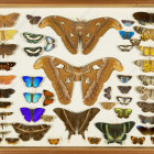 Symmetrical arrangement of colorful butterflies on beige background