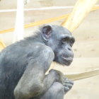 White-Furred Ape with Orange Eyes in Sunlit Rock Formation