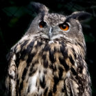 Majestic Owl with Orange Eyes and Ear Tufts on Dark Background