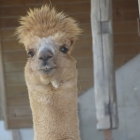 Cartoon llamas with human-like expressions in front of castle-like building