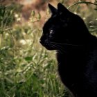 Silhouetted black cat with glowing amber eyes against colorful bokeh background