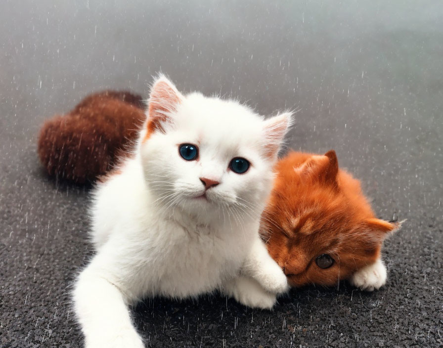 Two cute cats, white and orange, cuddling in rain on road