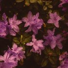 Cluster of Delicate Purple Flowers in Warm Golden Light