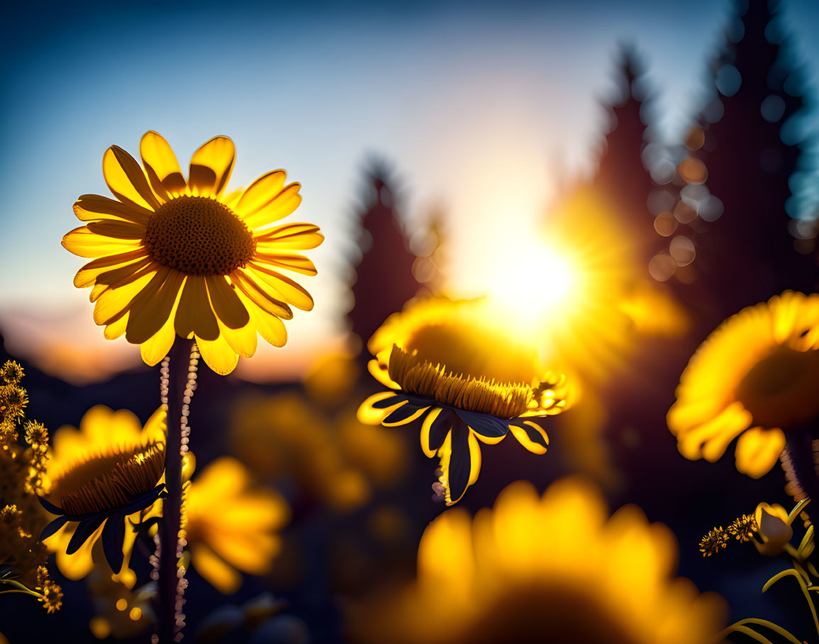 Vibrant yellow daisies with silhouetted trees at sunset