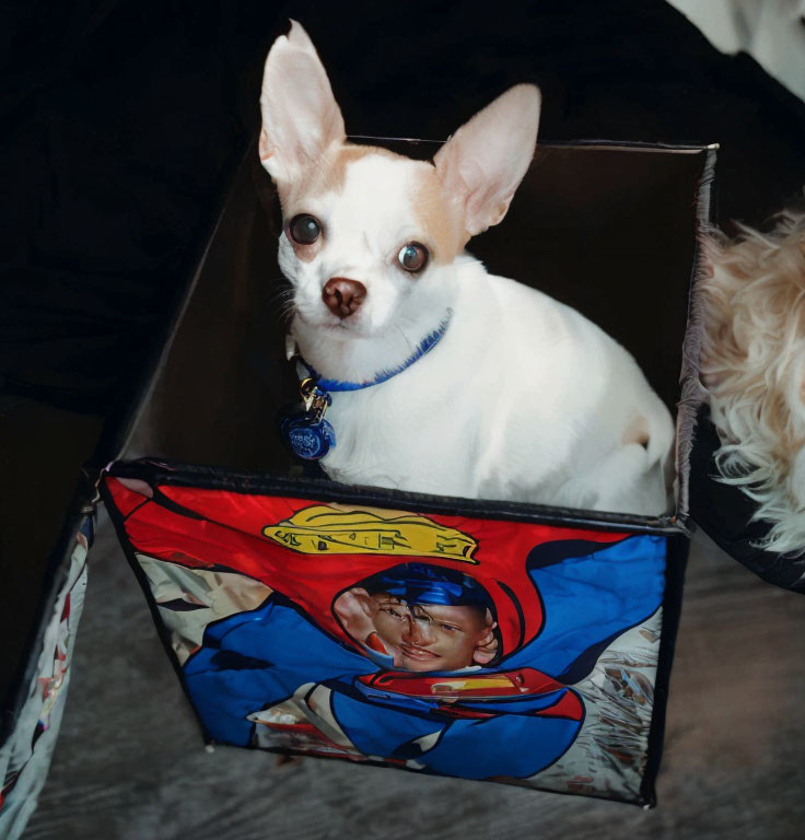 Alert Chihuahua in Blue Collar Sitting in Superman Box