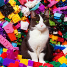 Cat Surrounded by Colorful Toys and Blocks