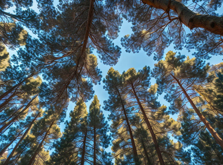 Sunlight filtering through tall pine trees in dense forest against clear blue sky