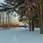 Snow-covered pine trees surround quaint cabin in golden sunset.