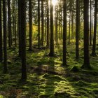 Lush forest scene with sunlight, mossy ground, and oversized mushrooms