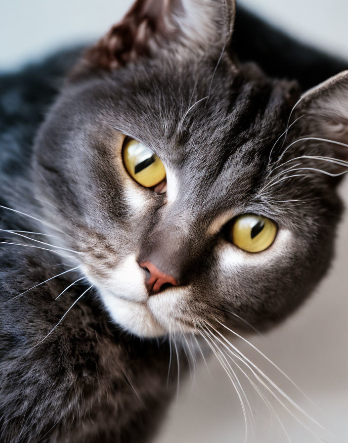 Grey Cat with Yellow Eyes and Pink Nose Close-Up