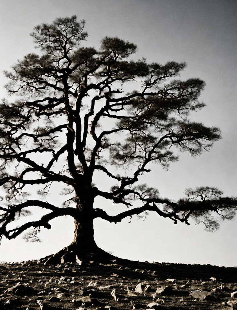 Lone Pine Tree Silhouetted Against Pale Sky