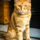 Orange Tabby Cat Surrounded by Floating Bubbles