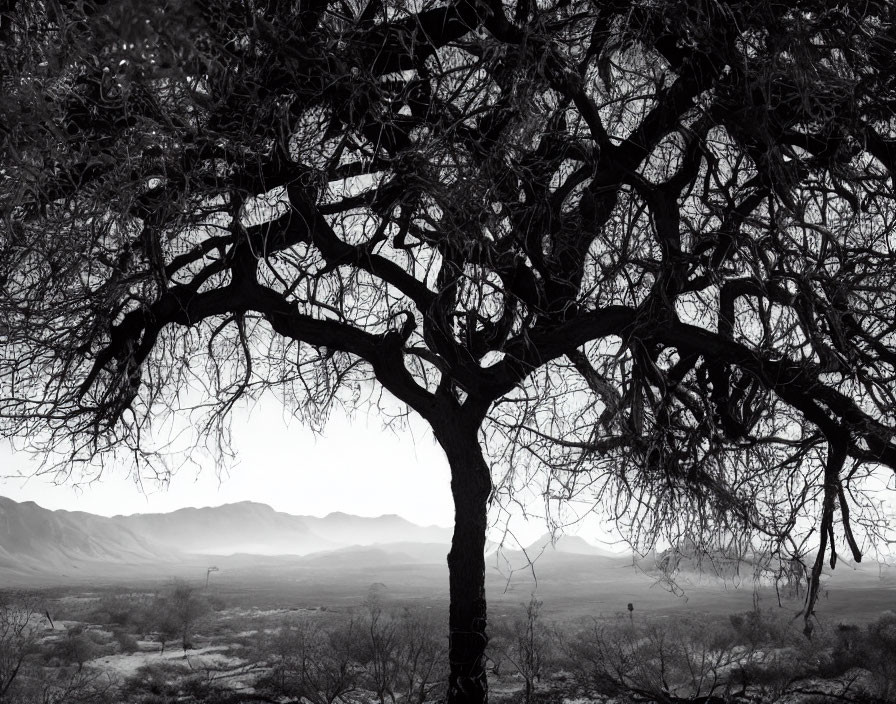 Monochromatic desert landscape: solitary tree with twisted branches