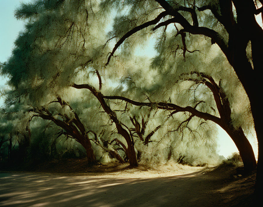 Tranquil dirt path under twisted tree canopy