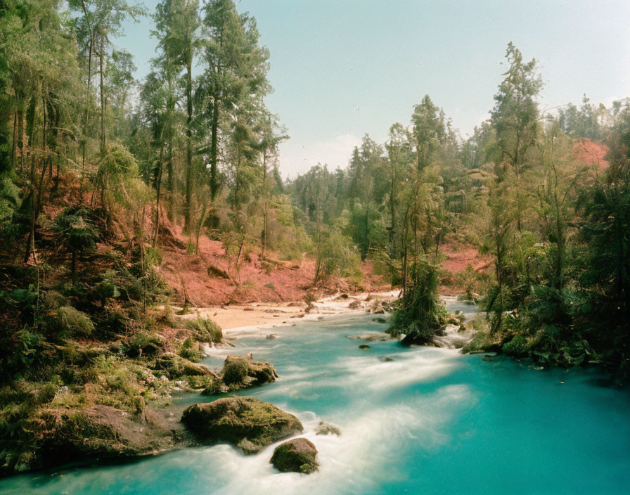 Tranquil river in lush forest with red soil and tall pines