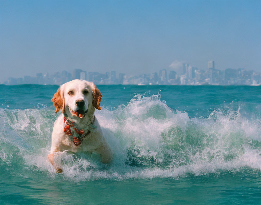 Cheerful dog in ocean waves with city skyline