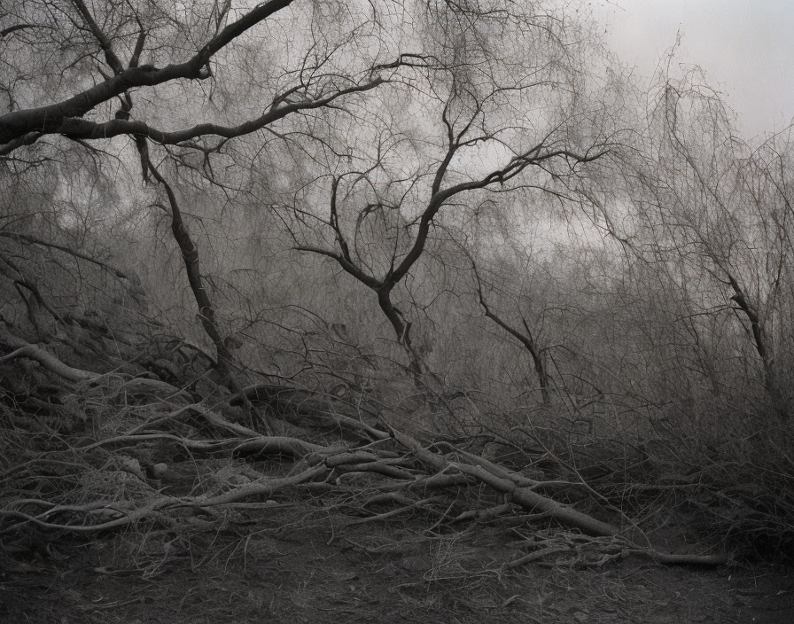 Monochrome image of eerie tangled forest scene