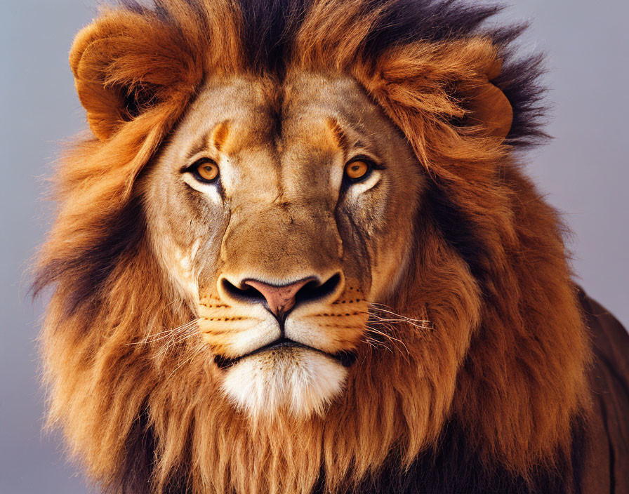 Majestic lion with full mane in direct gaze against neutral backdrop