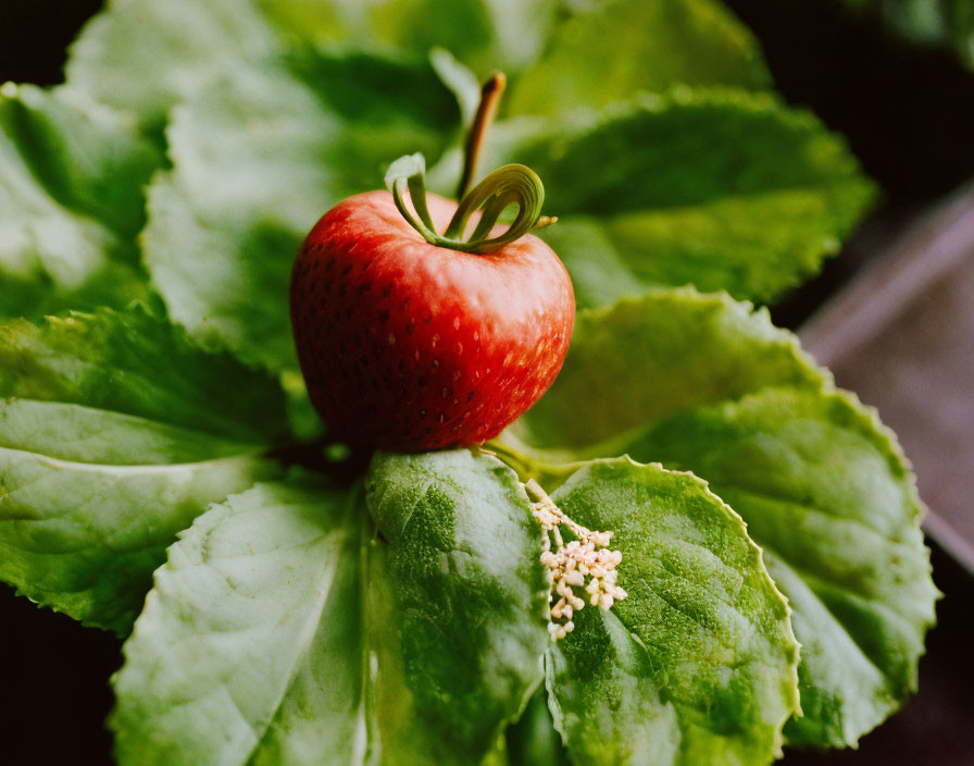 Ripe red strawberry resembling an apple on leafy green plant with white flowers