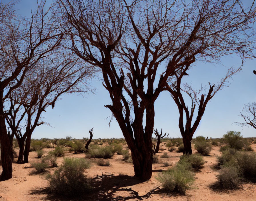 Barren red-barked trees contrast with blue sky in desert scene