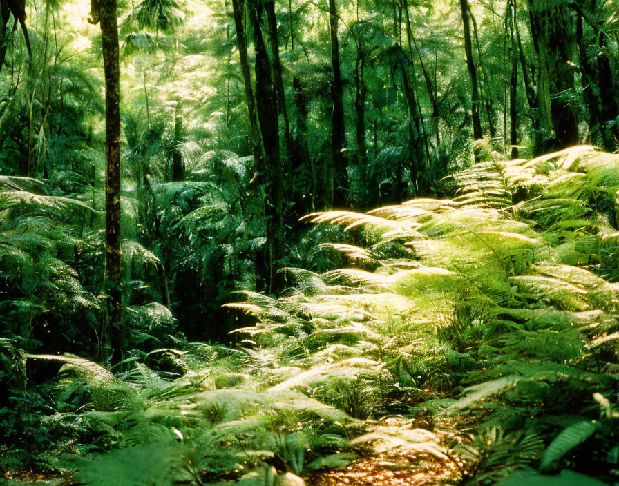 Dense green forest with sunlight illuminating lush ferns