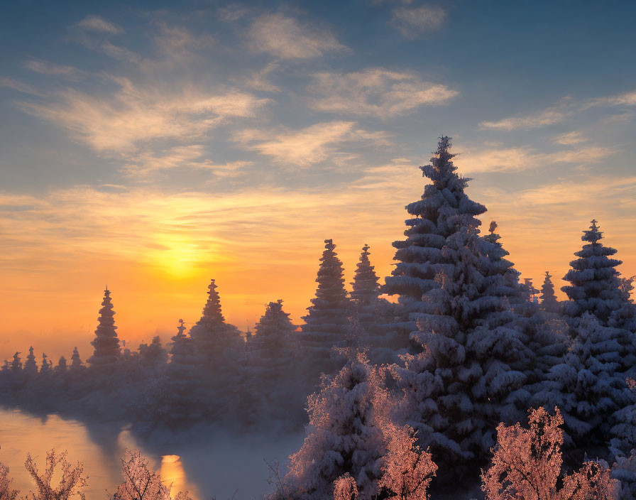 Winter sunrise: snow-covered pine trees under orange and yellow sky