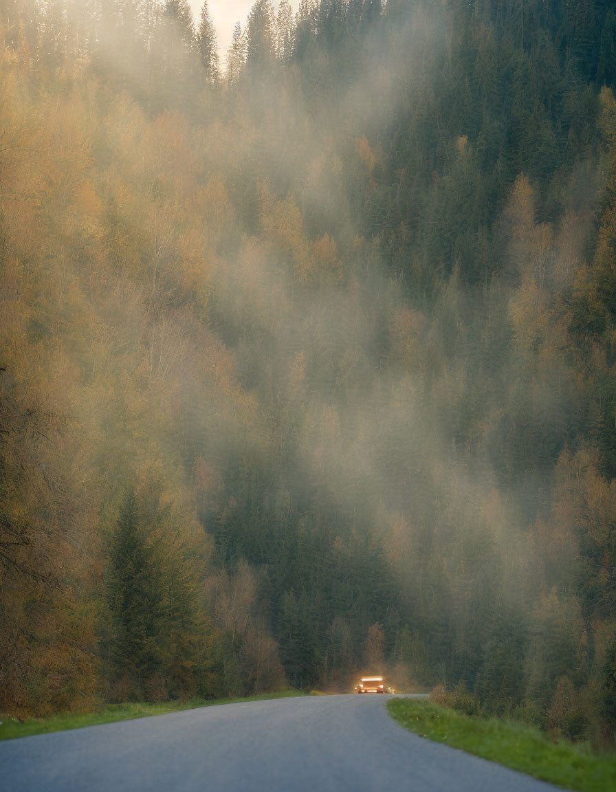 Tranquil forest landscape with mist, trees, and car in warm light