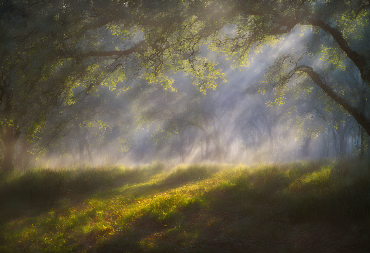 Sunlit forest path with piercing light rays and lush green trees