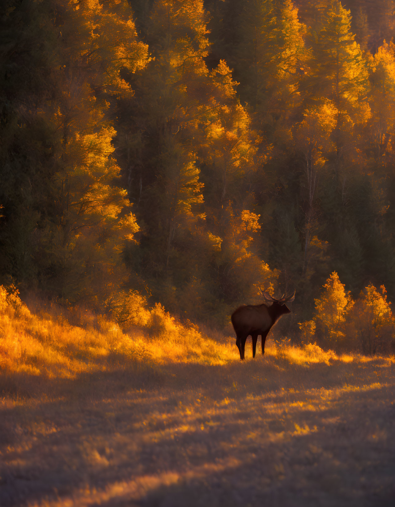 Solitary elk in sunlit autumn field with golden leaves