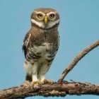 Brown and White Owl with Yellow Eyes on Mossy Branch in Blue Background