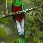 Colorful Quetzal Bird Perched in Lush Forest Environment