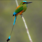 Colorful Bird with Green, Orange, and Blue Plumage Perched on Twig