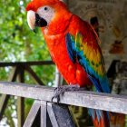 Colorful Macaw Perched on Branch with Vibrant Feathers