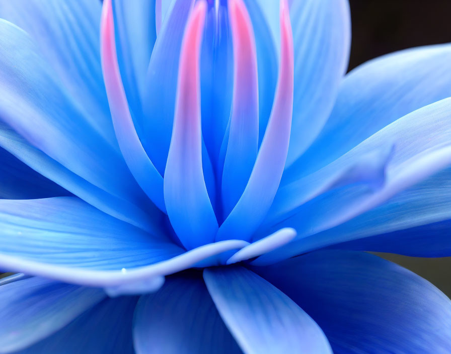 Blue flower with pink gradient center showcasing delicate petal texture