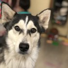 Detailed portrait of husky with striking blue eyes in serene backdrop with waterfalls & flowering plants